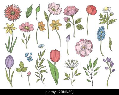 Plantes colorées. Illustrations vectorielles de diverses feuilles et fleurs Illustration de Vecteur