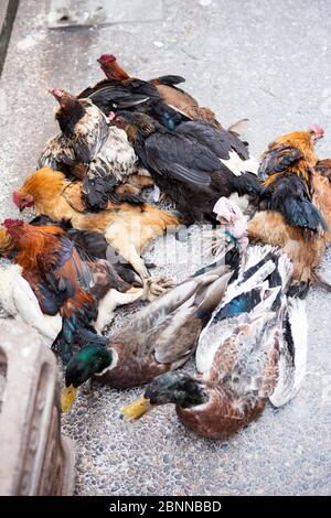 Bétail - poulets, poules et canards, marché de rue au Maroc Banque D'Images