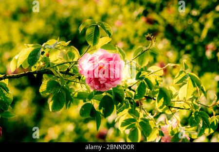 Gros plan de rose florissante sur une tige de rose avec des feuilles, des buissons roses sur le fond. Vallée de la rose, Bulgarie, Europe. Banque D'Images