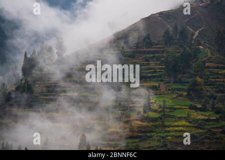 Terrasses agricoles au-dessus de Tarma, Junin, Pérou, Amérique du Sud Banque D'Images