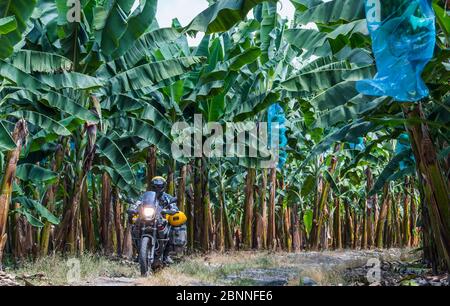 Homme en vélo à travers la plantation de bananes, Equateur Banque D'Images