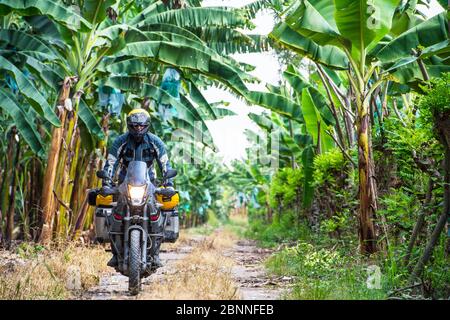 Homme en vélo à travers la plantation de bananes, Equateur Banque D'Images