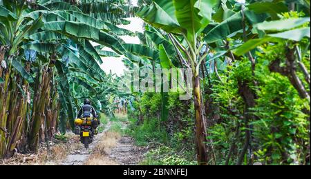 Homme en vélo à travers la plantation de bananes, Equateur Banque D'Images