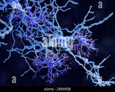 Illustration d'astrocytes protoplasmiques (violet). Les astrocytes sont un type de cellule gliale. Ils fournissent un soutien structurel et une protection aux neurones (cellules nerveuses, bleu) et leur fournissent également des nutriments et de l'oxygène. Les astrocytes sont subdivisés en types fibreux et protoplasmiques. Les astrocytes protoplasmiques sont présents dans la matière grise du cerveau et ont des processus relativement courts qui se rattachant aux corps cellulaires des neurones. Banque D'Images