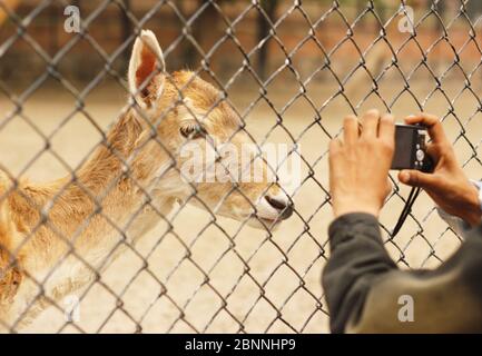 Enfant prenant la photo d'un bébé cher dans la cage à Lahore zoo, Punjab, Pakistan Banque D'Images