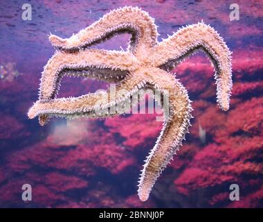 Starfish Asterias rubens contre le verre avec fond violet à la aquarium San Sebastian Gipuzkoa pays basque Espagne Banque D'Images