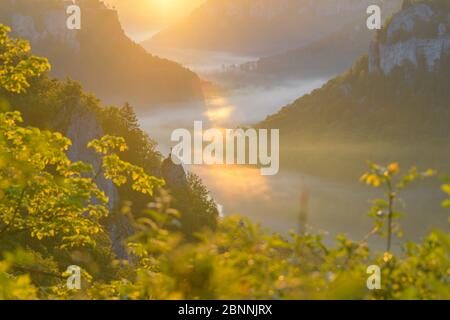 Point de vue Eichfelsen au lever du soleil, Oberes Donautal (vallée du Haut Danube), Beuron, Irndorf, Alb souabe, Jura souabe, Bade-Wurtemberg, Allemagne Banque D'Images