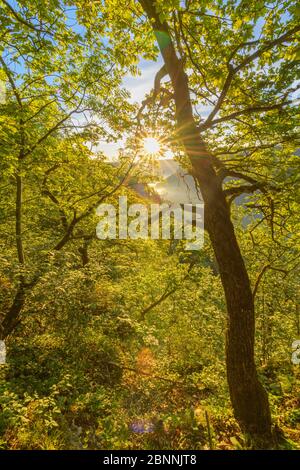 Forêt au lever du soleil, Oberes Donautal (vallée du Haut Danube), Beuron, Irndorf, Alb souabe, Jura souabe, Bade-Wurtemberg, Allemagne Banque D'Images