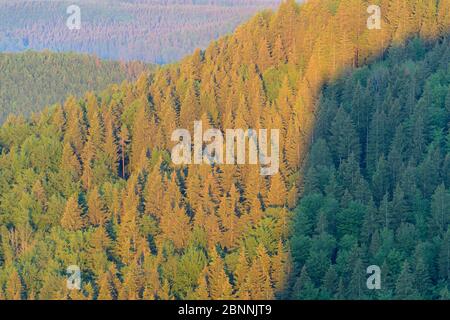 Forêt au lever du soleil, Oberes Donautal (vallée du Haut Danube), Beuron, Irndorf, Alb souabe, Jura souabe, Bade-Wurtemberg, Allemagne Banque D'Images