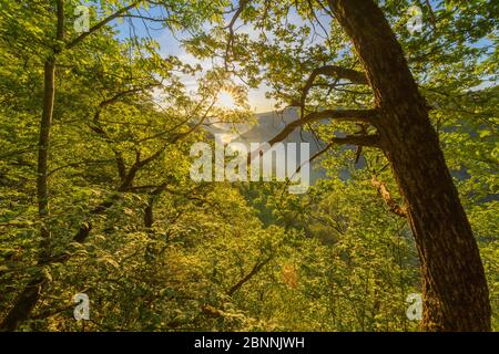 Forêt au lever du soleil, Oberes Donautal (vallée du Haut Danube), Beuron, Irndorf, Alb souabe, Jura souabe, Bade-Wurtemberg, Allemagne Banque D'Images