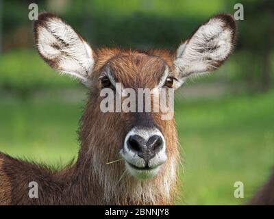 Femelle de l'AWaterbuck commun (Kobus ellipsiprymnus) avec une fourrure épaisse et des marques distinctives du visage mastiquant les tiges d'herbe au lac Naivasha, Kenya, Afrique Banque D'Images