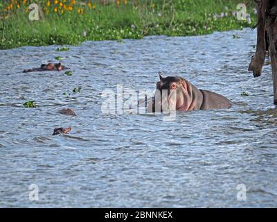 Mère commune hippopotame (Hippopotamus amphibius) avec son bébé mignon se bassier dans les eaux tropicales du lac Naivasha, vallée du Rift Kenya, Afrique Banque D'Images