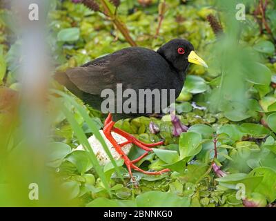 Merlu noir (Amaurornis flavirostra) avec bec jaune, yeux rouges et plumage noir marchant sur de longues orteils rouges sur la végétation du lac Naivasha, Kenya, Afrique Banque D'Images