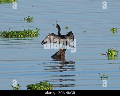 Grand cormoran à poitrine blanche (Phalacrocorax carbo) démontrant un bec souple tout en séchant des ailes étalées sur le lac Naivasha, Kenya, Afrique Banque D'Images