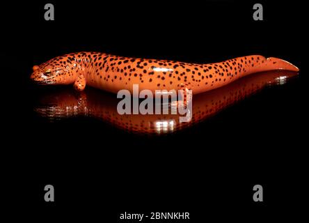 Salamandre rouge (Pseudotriton ruber) [espèce sauvage contrôlée] - Penrose, près de Brevard, Caroline du Nord, États-Unis Banque D'Images