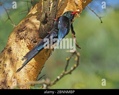 Vert irisé Bois-hoopée (Phoeniculus pureus) fourragent sur l'écorce d'Acacia à fièvre jaune )Vachellia xanthophloea) Lac Naivasha, Kenya, Afrique Banque D'Images