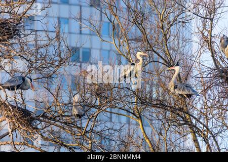 Wien, Vienne : héron gris (Ardea cinerea) dans le parc Wasserpark, niche dans la construction, tour Florido dans 21. Floridsdorf, Wien, Autriche Banque D'Images