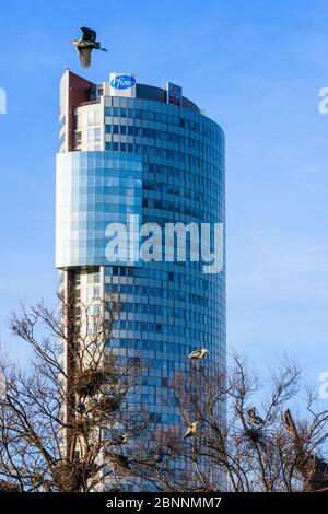 Wien, Vienne : héron gris (Ardea cinerea) dans le parc Wasserpark, niche dans la construction, tour Florido dans 21. Floridsdorf, Wien, Autriche Banque D'Images