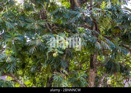 L'arbre à pain (Artocarpus altilis) arbre aux fruits. L'origine de l ...