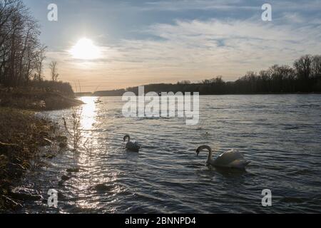 Allemagne, Bade-Wurtemberg, quartier de Karlsruhe, Philippsburg, cygnes sur le Rhin dans la lumière du soir Banque D'Images