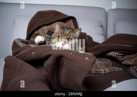 joli tabby blanc british shorthair chat se reposant sur la veste confortable du propriétaire d'animal de compagnie couché sur le canapé regardant l'appareil photo Banque D'Images