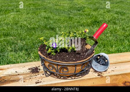 Plantation de fleurs de torénia violet dans un pot suspendu avec doublure de noix de coco. Concept de jardin de fleurs de pollinisateur de cour, activités de loisir et de loisir Banque D'Images