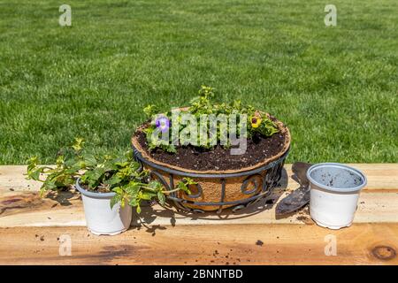 Plantation de fleurs de torénia violet dans un pot suspendu avec doublure de noix de coco. Concept de jardin de fleurs de pollinisateur de cour, activités de loisir et de loisir Banque D'Images