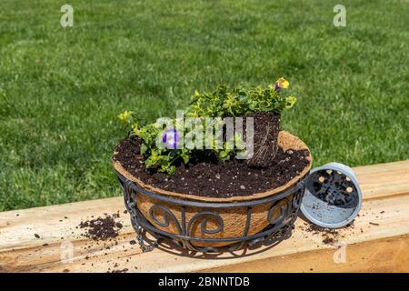 Plantation de fleurs de torénia violet dans un pot suspendu avec doublure de noix de coco. Concept de jardin de fleurs de pollinisateur de cour, activités de loisir et de loisir Banque D'Images