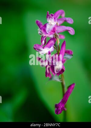 Lark, parc national de Hainich, Thuringe Banque D'Images