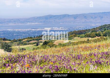 Vue vers Sunnyvale et Mountain View, une partie de la Silicon Valley ; collines vertes et champ de fleurs sauvages visibles au premier plan ; zone de la baie de San Francisco, Banque D'Images