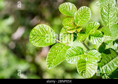 Gros plan de feuilles brillantes de chêne de poison du Pacifique (Toxicodendron diversilobum), Californie Banque D'Images