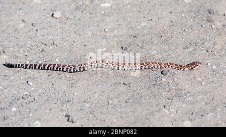 Jeune serpent à sonnette du Pacifique Sud (Crotalus oreganus helleri) se réchauffant au soleil sur une route de terre dans les montagnes de Santa Cruz, en Californie Banque D'Images