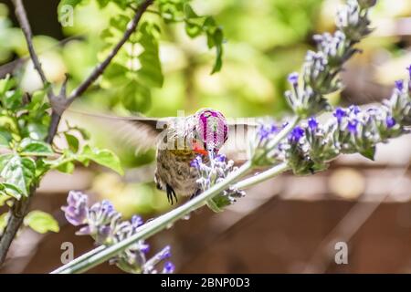 Gros plan du colibri d'Anna mâle buvant le nectar d'une fleur de lavande française; plumes irisées rose rougeâtre visibles sur la tête et la gorge; sa Banque D'Images