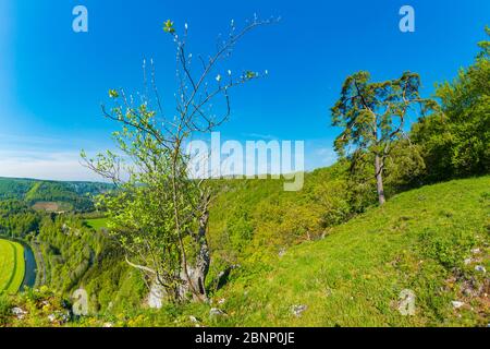 Panorama depuis Eichfelsen, Parc naturel du Haut-Danube, Jura souabe, Bade-Wurtemberg, Allemagne, Europe Banque D'Images