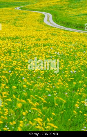 Pissenlits (Taraxacum sect.Ruderalia) au printemps, prairie près de Hopfensee, Ostallgäu, Allgäu, Bavière, Allemagne, Europe Banque D'Images