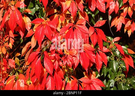 Feuilles rouges décolorées de vin sauvage (Vitis vinifera subsp sylvestris) en automne, Allemagne Banque D'Images