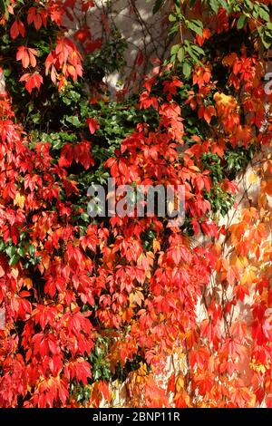 Feuilles rouges décolorées de vin sauvage (Vitis vinifera subsp sylvestris) en automne, Allemagne Banque D'Images