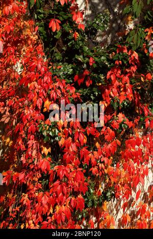 Feuilles rouges décolorées de vin sauvage (Vitis vinifera subsp sylvestris) en automne, Allemagne Banque D'Images