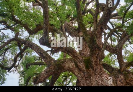 La couronne de l'ancien arbre sacré de camphre (yorishiro), dans Shinto un objet capable d'attirer des esprits appelés kami. Sanctuaire Hirano. Kyoto. Japon Banque D'Images