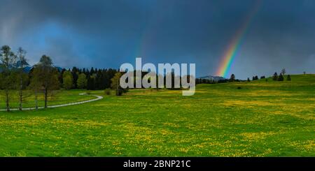 Pissenlits (Taraxacum sect.Ruderalia) au printemps, prairie près de Hopfensee, derrière elle un orage avec arc-en-ciel, Ostallgäu, Allgäu, Bavière, Allemagne, Europe Banque D'Images