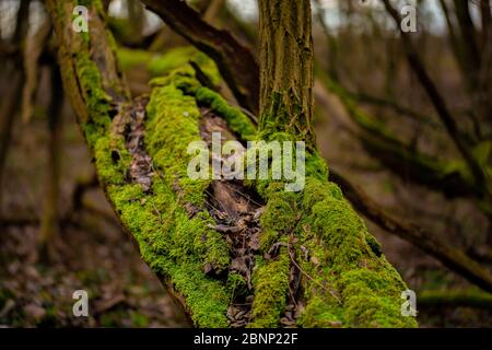 Arbre noir de criquet mort dans la forêt qui est surcultivé avec de la mousse Banque D'Images