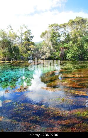 Pupu Springs – te Waikoropupū Springs, Golden Bay, dans l'île du Sud de la Nouvelle-Zélande, la rivière Waikoropupū, les sources sont connues pour la clarté de l'eau et le volume d'eau rejetée Banque D'Images