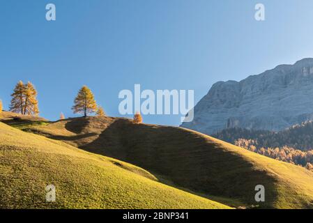 Hochabtei / Alta Badia, province de Bolzano, Tyrol du Sud, Italie, Europe. Automne dans les prés d'Armentara Banque D'Images