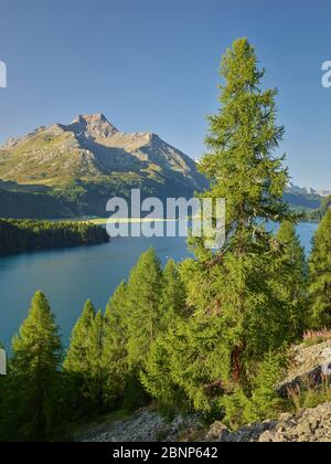 Lac de Sils, Piz da la Margna, Lärchenwald, Engadin, Grisons, Suisse Banque D'Images