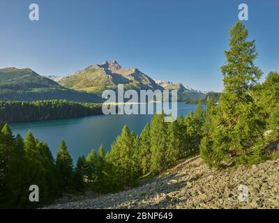 Lac de Sils, Piz da la Margna, Lärchenwald, Engadin, Grisons, Suisse Banque D'Images