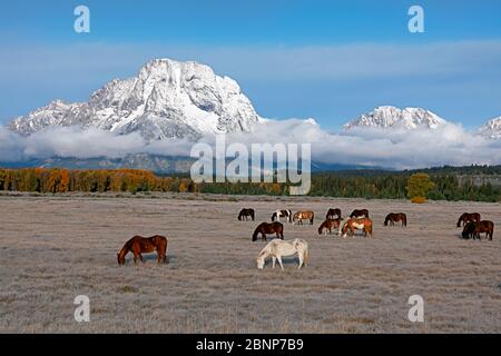 WY04329-00...WYOMING - chevaux paître dans un champ près de Moran Junction dans le parc national de Grand Teton. Banque D'Images