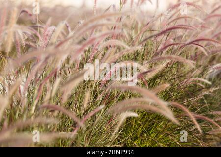 La queue de lapin de l'herbe de lagurus ovatus, très moelleuse, pousse dans le lit de fleurs Banque D'Images