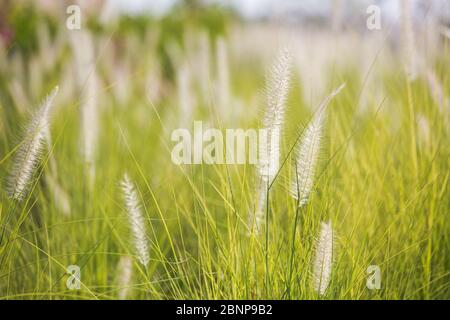 La queue de lapin de l'herbe de lagurus ovatus, très moelleuse, pousse dans le lit de fleurs Banque D'Images