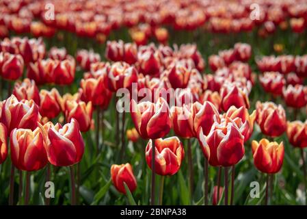 Champ de tulipes Banque D'Images