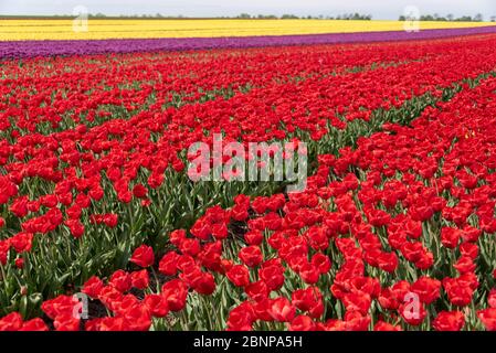 Champ de tulipes Banque D'Images